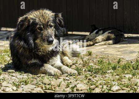 Il cane da cortile giace e sonnecchia al sole primaverile. Primo piano del muso del cane. Lo sguardo del cane è consapevole e pigro. Il cane giace a terra. vicino alla strada. La testa del cane è inclinata Foto Stock