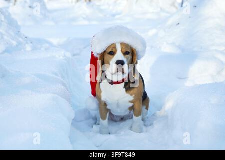 Beagle con cappello festivo di Babbo Natale che posa in una foresta innevata durante l'inverno Foto Stock