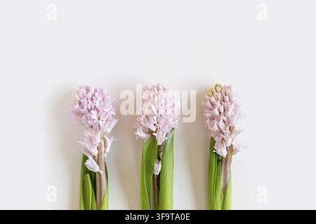 Tre fiori di giacinto su sfondo bianco con spazio per la copia del testo. Buona Pasqua. Foto Stock