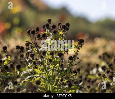 Capitula di semi di Echinacea sbiaditi in un campo autunnale ? Natura & Transitorietà Foto Stock