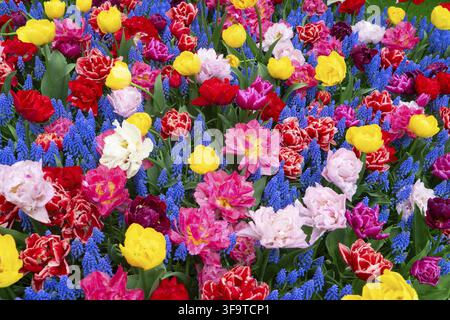 Vibrante tappeto in tulipani e musari che mostra la fioritura multicolore della primavera, un denso mix di tulipani rossi, gialli, rosa e bianchi con giacinti d'uva blu e ranunc Foto Stock