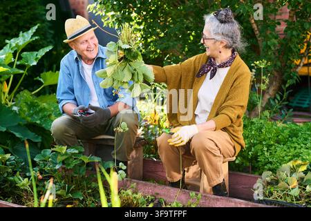 Coppia di anziani felici che fanno giardinaggio e ridono nel cortile posteriore Foto Stock
