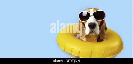 Simpatico cane beagle con occhiali da sole e anello di galleggiamento su uno sfondo blu isolato. Il concetto di vacanza estiva al mare. Banner. Spazio per la copia Foto Stock
