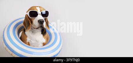 Simpatico cane beagle con occhiali da sole e anello da nuoto su uno sfondo grigio isolato. Il concetto di una vacanza estiva al mare. Spazio per copiare. Banner Foto Stock