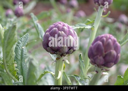 Prima vista di Cynara cardunculus var. scolymus, noto anche come carciofo globo, carciofo francese e carciofo verde, con boccioli viola sorprendenti e morbido Foto Stock
