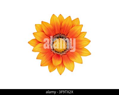 Vibrante fiore di gazania arancione e giallo con un anello centrale scuro e centro dorato, isolato su uno sfondo bianco pulito per botanico, floreale e de Foto Stock