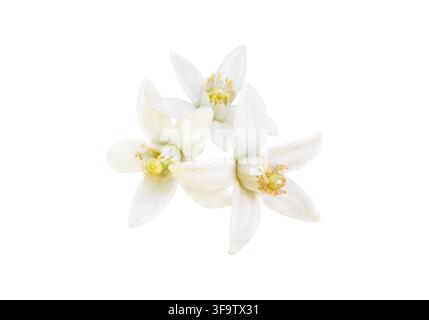 Mazzo di tre fiori di arancio bianchi con stami gialli e pistilli visibili, isolati su bianco. Il fiore di arancio e il neroli sono ingredienti pregiati in p Foto Stock