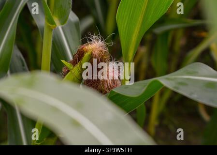 Prima di un chicco di mais in sviluppo con guaina verde fresca e delicata seta marrone circondato da foglie rigogliose. Scena agricola naturale che illustra la raccolta Foto Stock