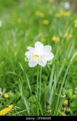 Bianco solitario daffodil fiore che sboccia contro un vuoto verde dello sfondo non focalizzato Foto Stock