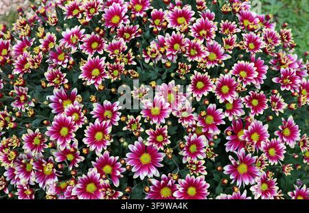 Fiori e boccioli di Crisantemo indicum viola e bianco. Inquadratura completa, texture. Foto Stock