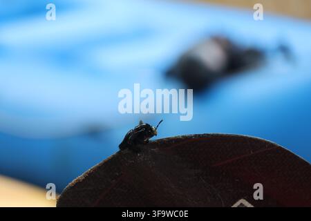 Un coleottero nero appollaiato su una foglia scura contro uno sfondo blu sfocato con poca profondità di campo e composizione esterna atmosferica Foto Stock