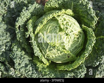 Cavolo sabaudo nel campo biologico o nel vostro giardino Foto Stock