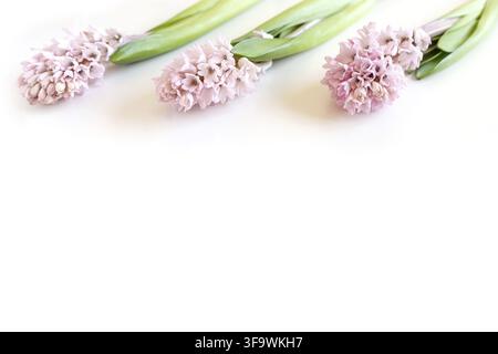 Tre fiori di giacinto su sfondo bianco con spazio per la copia del testo. Buona Pasqua. Foto Stock