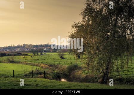 Prati con mucche, un albero e un piccolo fiume (Velpe) in autunno. Paesaggio fiammingo. Kortenaken, Fiandre, Belgio Foto Stock