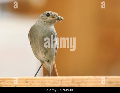 Rosso nero - Phoenicurus ochruros femmina Foto Stock