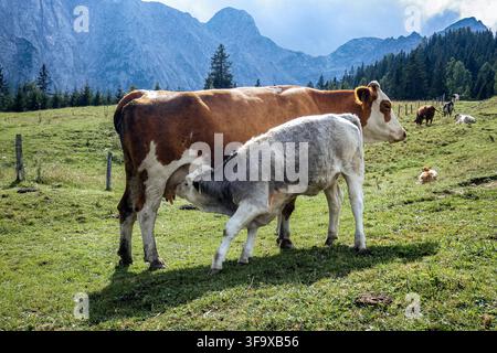 Una scena commovente di una mucca madre che accarezza dolcemente il suo vitello mentre pascolano tranquillamente in un rigoglioso prato alpino. Colline verdi si estendono davanti Foto Stock
