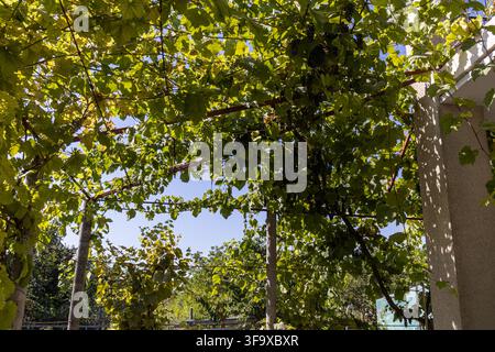 Guarda attraverso una fitta chioma di foglie di vite verde brillante in una giornata estiva soleggiata in un vigneto all'aperto Foto Stock