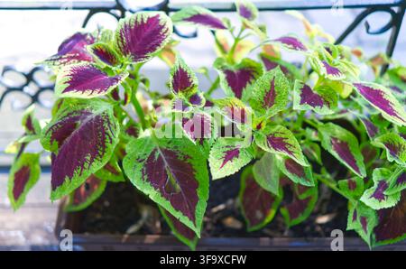 Vibranti foglie di coleus multicolori in una fioriera Foto Stock