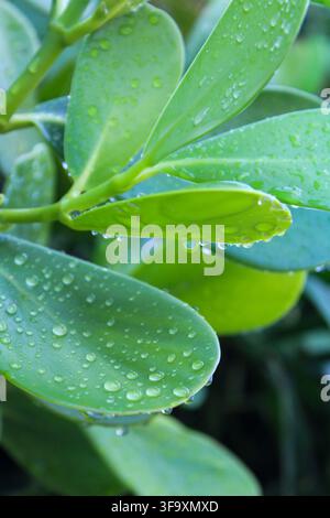 Foglie di piante verdi coperte di rugiada mattutina Foto Stock