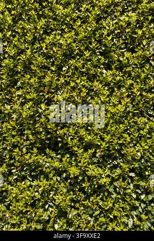 Muro di siepe verde vibrante con fogliame lussureggiante e piccole foglie, che crea una texture naturale e organica perfetta per sfondi e spazio per il testo. Vertica Foto Stock