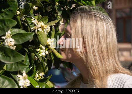 Giovane donna bionda che annusa fiori di arancio bianchi fragranti su un albero di agrumi, rappresentando il rinnovamento, la bellezza della natura e l'esperienza sensoriale Foto Stock