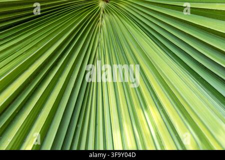 Vista ravvicinata di una foglia di palma a ventaglio verde vivace con fronde testurizzate radianti e motivi naturali Foto Stock