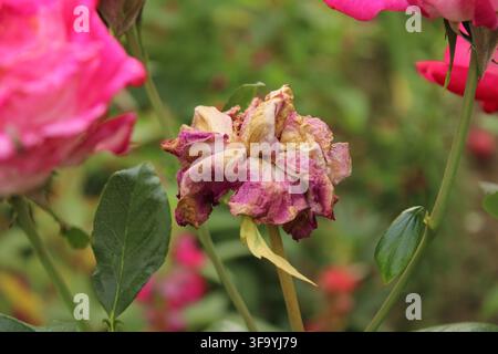 Fiore di rosa appassito morto con petali rosa e marroni essiccati in primo piano Foto Stock