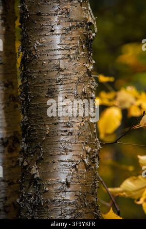 Primo piano della corteccia dorata-bronzata che si stacca su un tronco di betulla gialla nei boschi autunnali Foto Stock