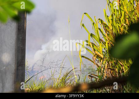 Fumo denso che si alza dietro l'erba alta verde e un palo di cemento in un ambiente rurale all'aperto incorniciato da fogliame verde-giallo Foto Stock