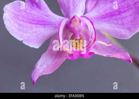 Ultra macro primo piano di una colonna di orchidea viola nella luce soffusa della giornata. Foto Stock