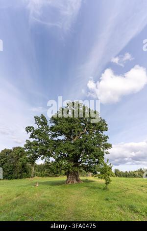 Antica quercia Tamme-Lauri che si erge sola in un paesaggio rurale verdeggiante sotto un ampio cielo estivo nel sud dell'Estonia. Foto Stock