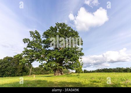 Antica quercia Tamme-Lauri che si erge in un prato verde aperto sotto un cielo estivo blu e nuvoloso nell'est dell'Estonia. Foto Stock