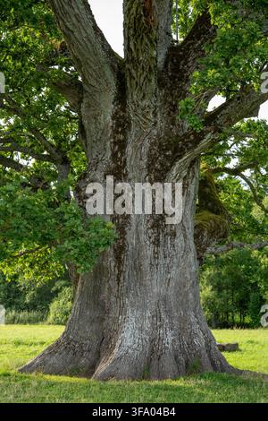 Tronco massiccio e eroso della quercia antica Tamme-Lauri che mostra una corteccia profondamente strutturata, muschio e rami sparsi nel sud dell'Estonia. Foto Stock