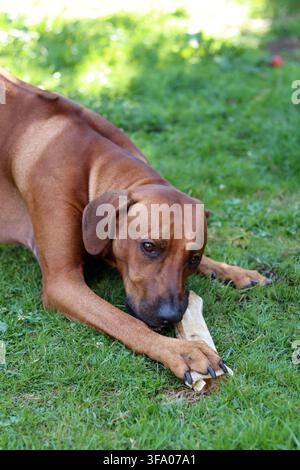 Cane Rhodesian Ridgeback che gioca con un osso in giardino Foto Stock