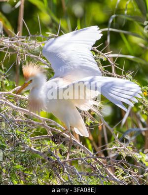 Airone guardabue (Bubulcus ibis) nella colonia riproduttiva di Leidam, Montagu, Boland, Capo Occidentale, Sudafrica. Adulto in piumaggio nuziale Foto Stock