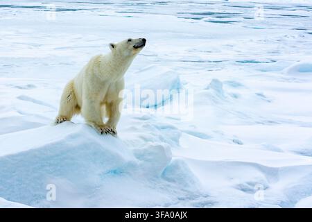 Orso polare in piedi su una lastra di ghiaccio, che guarda verso l'alto. Catturare la fauna selvatica nel suo habitat naturale nell'Artico. Nell'arcipelago di Svalbard Spitsbergen, Norvegia Foto Stock