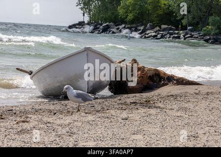 Barca di salvataggio per bagnini appoggiata a legna galleggiante con un gabbiano sulla riva rocciosa del lago Ontario a Woodbine Beach, Toronto, Canada. Foto Stock