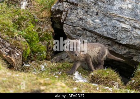 Cucciolo di volpe artica che emerge dalla sua tana, guardandosi intorno con occhi luminosi. Piume di prede sparse sull'erba verde e sul muschio. , Spitsbergen, Svalba Foto Stock