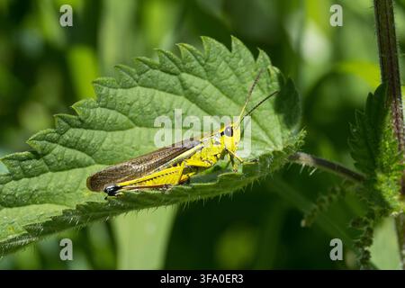 Cavalletta delle palpe, Cavalletta delle palpe, Stethophyma grossum, Mecostethus grossus, Grande cavalletta delle palpe, la cavalletta insanguinata Foto Stock