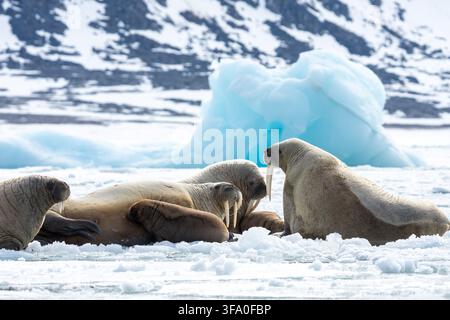 Morse e giovani vitelli si riposano su frammenti di ghiaccio nel freddo oceano Artico, con un grande iceberg blu e montagne coperte di neve che definiscono Foto Stock