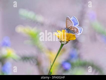 Poliommatite comune Polyommatus icaris, maschio, si nutre su un fiore selvatico giallo che cresce in un'area faunistica di un giardino, agosto Foto Stock
