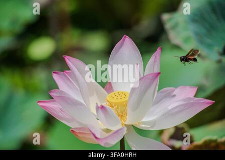 Un'ape che vola verso un fiore di loto rosa in fiore in un giardino di stagno con una capsula di seme gialla visibile e gli stami in netto fuoco contro un bokeh verde morbido Foto Stock
