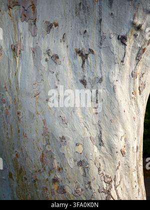 Primo piano di corteccia d'albero con texture screpolata e maculata. La superficie grigio chiaro mostra macchie di marrone più scuro. Aree lisce e ruvide si alternano naturalmente. Nessuna Foto Stock