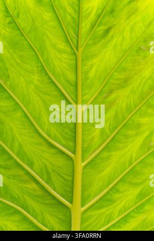 Una foglia con uno stelo verde e vene. Le vene sono visibili e la foglia è molto sottile Foto Stock