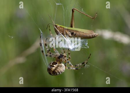 Ragnatela del giardino (Araneus diadematus) ha catturato una cavalletta delle steppe europea (Chorthippus dorsatus) nella sua rete, trovata nella Südheide nella Bassa Sassonia, Germania Foto Stock
