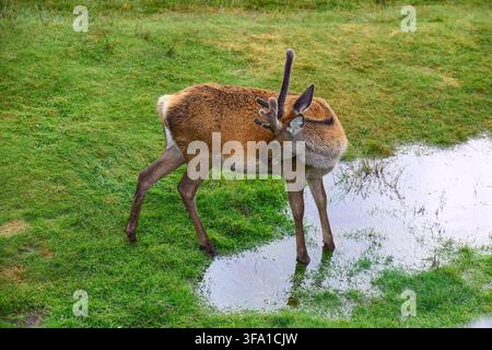 cervo giovane piega il collo per pulirsi il fianco mentre è in piedi su una superficie erbosa con chiazze d'acqua. corna di velluto indicano lo stadio di crescita e il terreno bagnato crea Foto Stock