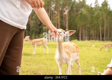 Ritratto ravvicinato di un agnello gentile con corna tenuto e nutrito da una persona all'aperto, con lana bianco crema, mani calde, abiti marroni e un b morbido Foto Stock