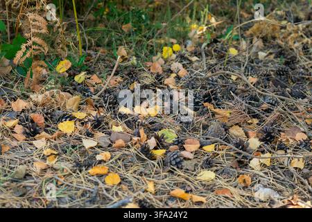 Prima piano del suolo boschivo coperto di pigne sparse, foglie autunnali gialle e marroni, aghi di pino secchi, rametti e felce alla luce naturale Foto Stock