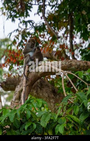 Due scimmie langurine sedute insieme su un grande ramo d'albero mentre una cura l'altra, mostrando un comportamento sociale naturale. Foto Stock