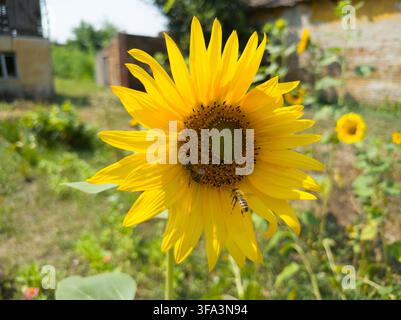 Prima vista frontale ravvicinata di un girasole giallo brillante in fiore con api mellifere in un giardino soleggiato sul retro. Foto Stock